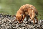Démêlez-moi cette pelote de renard !