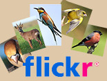 icoflickr.jpg