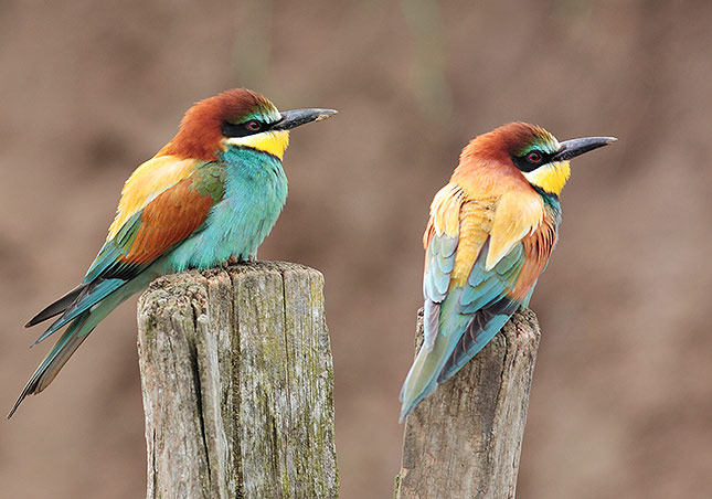 2-piquets