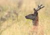 Jeune cerf dans la paille