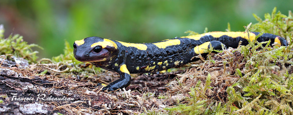 La salamandre tachetée, un dragon dans les sous-bois